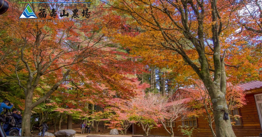 秋天去福壽山該穿著怎樣的衣服才適合 福壽山賞楓好季節 福壽山穿著